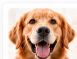 Dog nail trimming